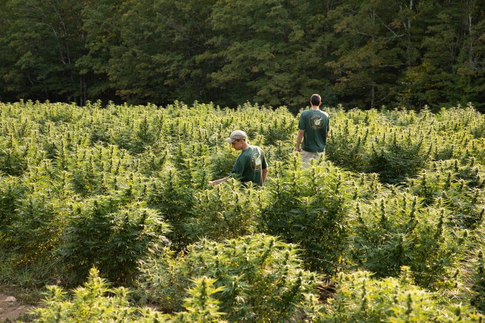 Western MA Hemp growers walking between rows of mature hemp plants on the farm