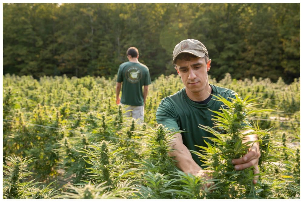 Western MA Hemp team inspecting and hand-harvesting hemp plants in the field