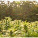 Field of CBD and CBG hemp growing under the sun.