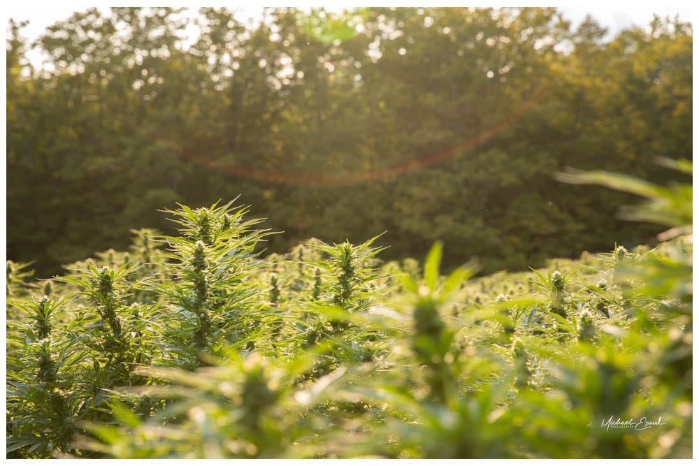 Field of CBD and CBG hemp growing under the sun.