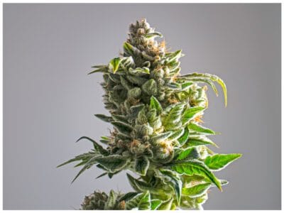 Lifter is an uplifting yet calming sativa-dominant hemp strain Its anytime effects are captured in our Lifter CBD Oil.