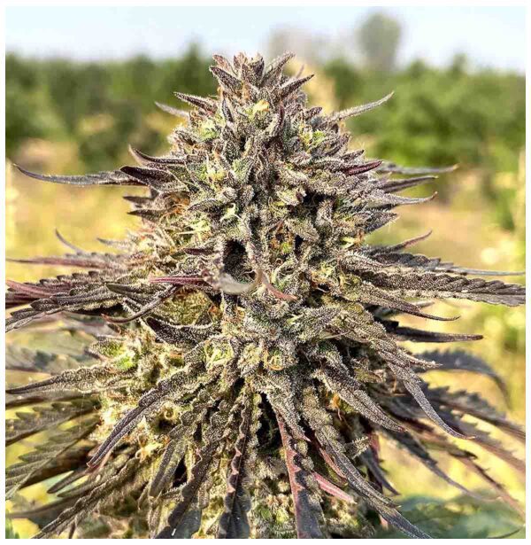 Our Bubba Kush CBD Oil is made from the low THC version of the popular cannabis strain. It boasts similar relaxing effects without the intoxication.