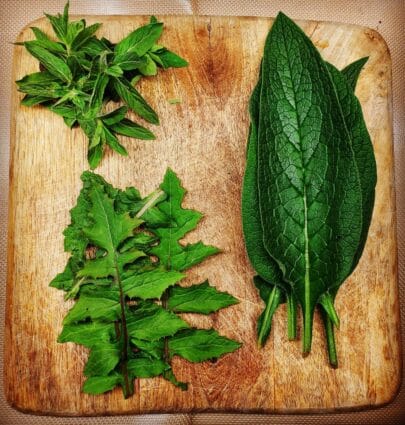 Comfrey leaves, mint, leaves, and wild lettuce leaves.