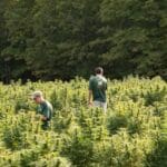 Western MA Hemp farmers working among hemp plants in the Chesterfield field