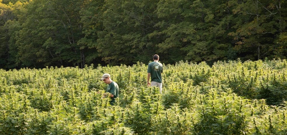Western MA Hemp team members working in a Massachusetts hemp field