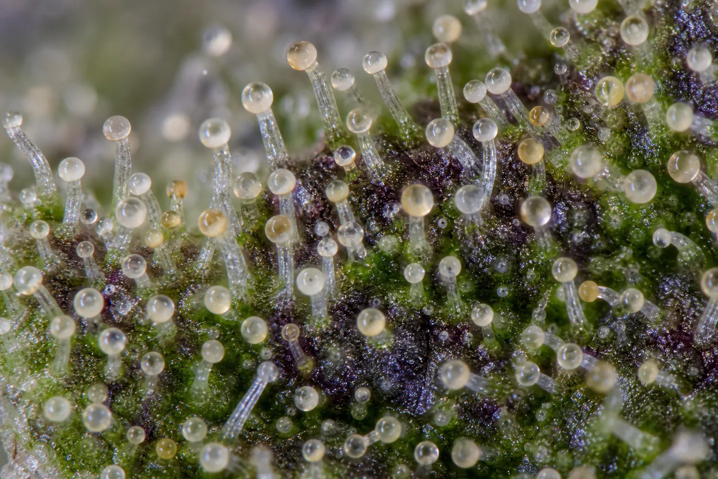 Intact glandular trichomes on the surface of mature hemp flower