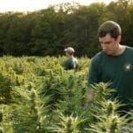 Michael and Brian Lupario working in their Western Massachusetts hemp field
