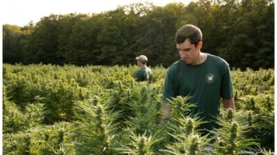 Michael and Brian Lupario working in their Western Massachusetts hemp field