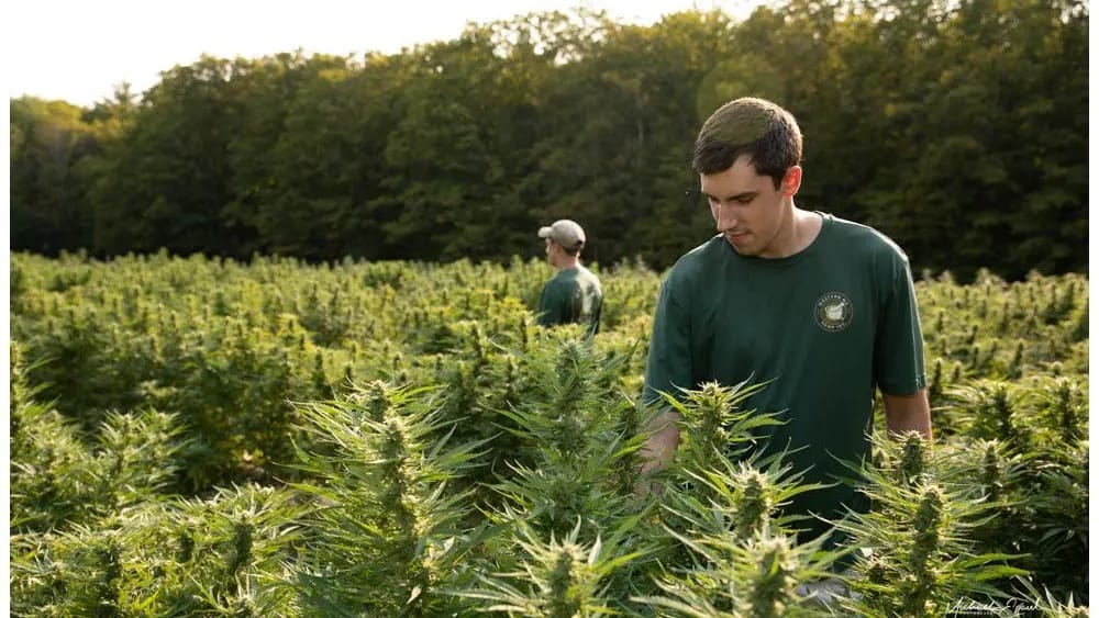 Michael and Brian Lupario working in their Western Massachusetts hemp field