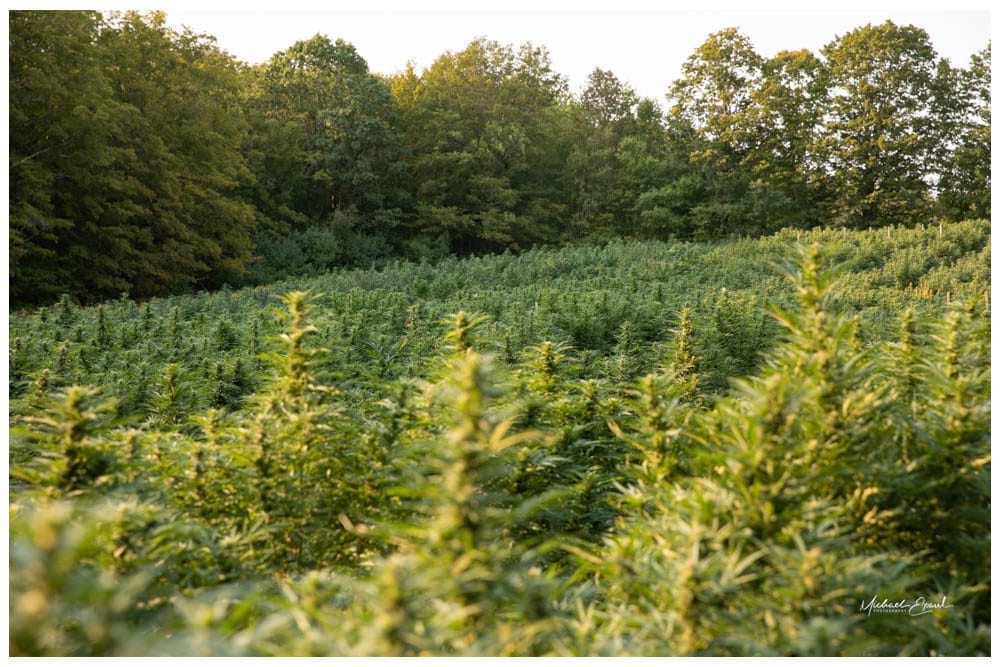 Western Massachusetts hemp field growing in late-summer light