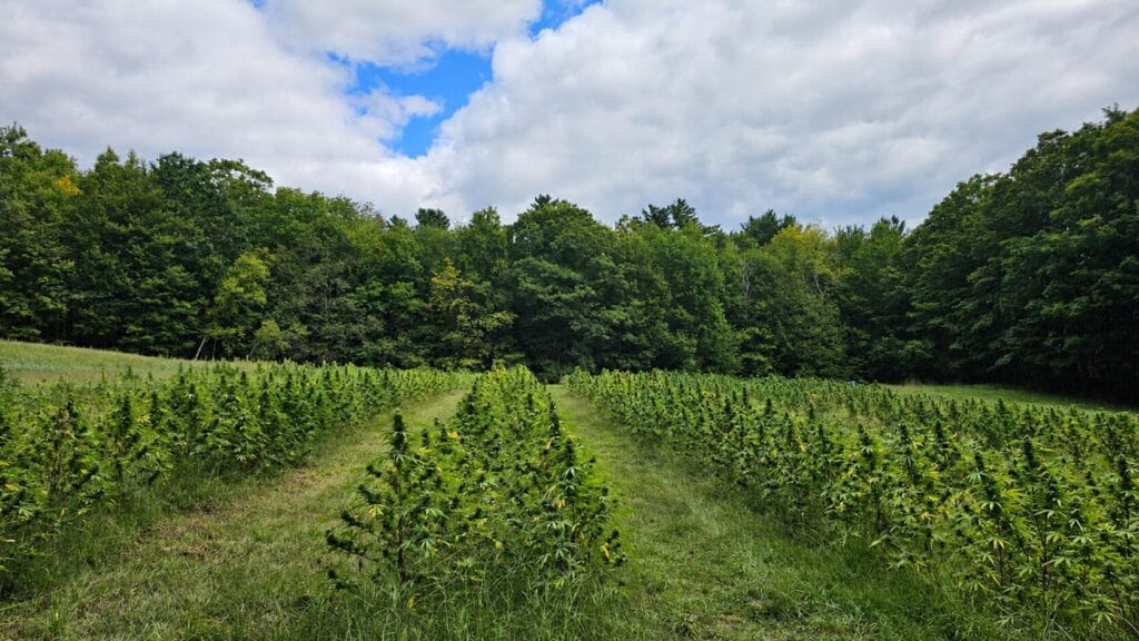 Western Massachusetts hemp field during the first harvest of 2026