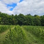 Western Massachusetts hemp field during the first harvest of 2026