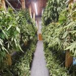 Rows of freshly harvested hemp hanging inside the Western MA Hemp controlled drying facility