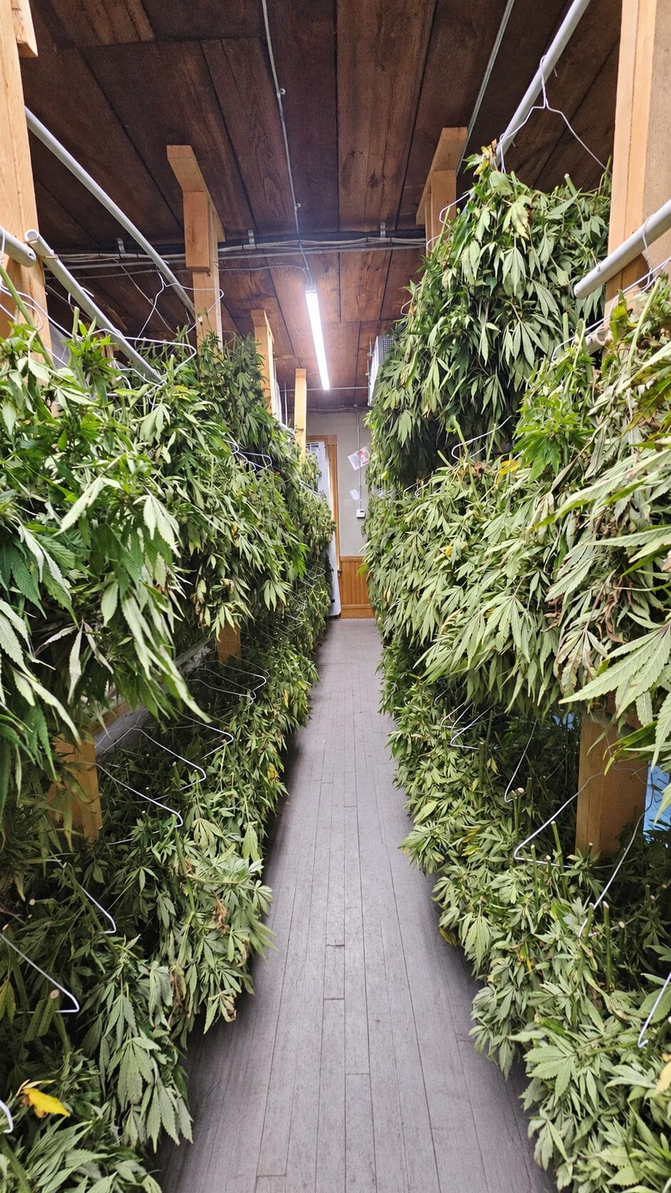 Rows of freshly harvested hemp hanging inside the Western MA Hemp controlled drying facility