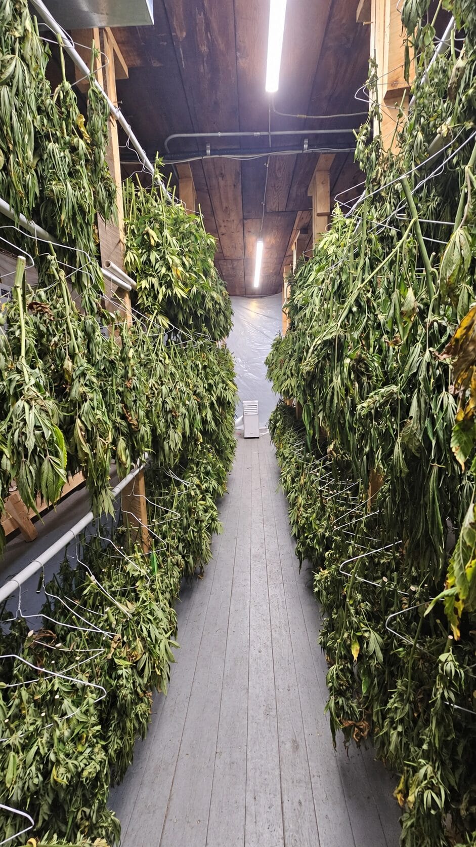 Hand-harvested hemp filling the Western MA Hemp drying room