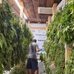 Hand-harvested hemp being arranged inside the Western MA Hemp drying facility