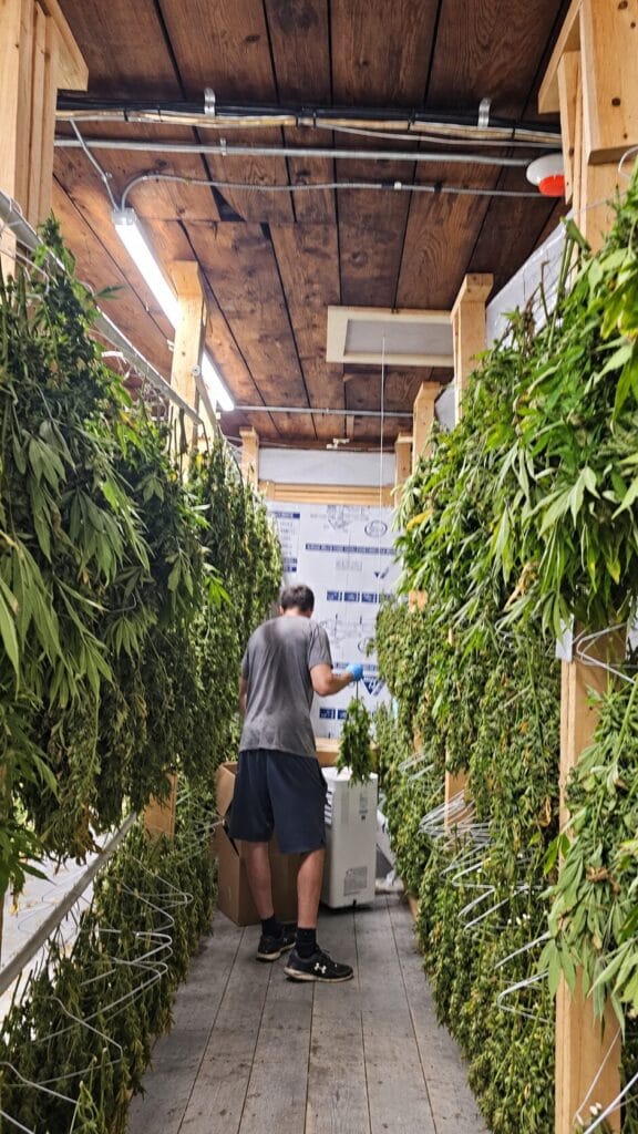 Hand-harvested hemp being arranged inside the Western MA Hemp drying facility