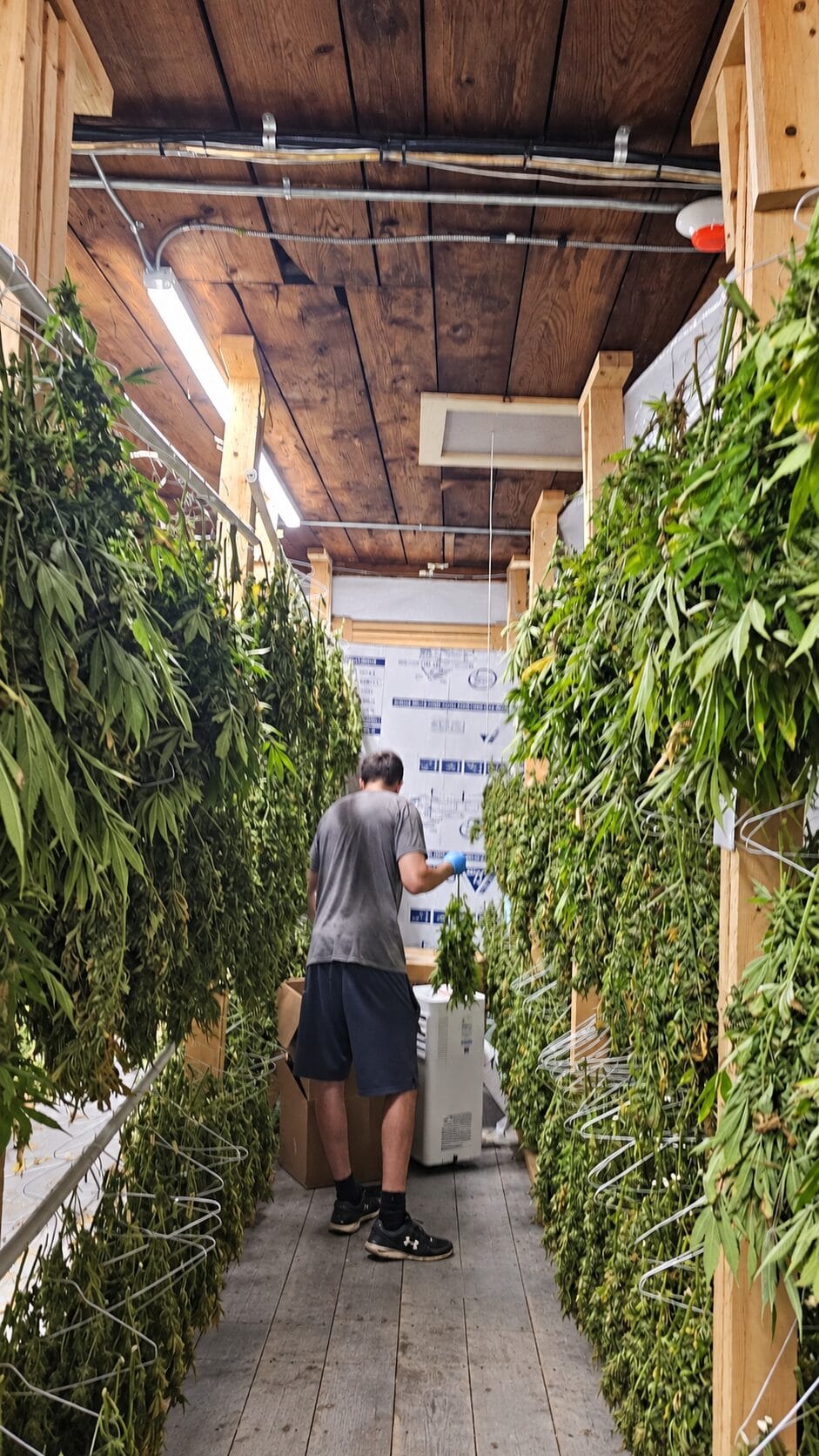 Hand-harvested hemp being arranged inside the Western MA Hemp drying facility