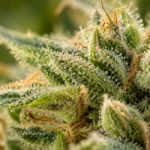 Illustrated macro view of rounded resin glands on a green hemp flower
