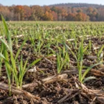 Illustration of young winter rye emerging through soil and crop residue in autumn